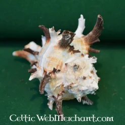 Trompetenschnecken -Celtic Web Merchant Geschaft trompetenschnecken 2